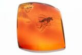 Detailed Fossil Fly and Parasitic Wasp in Baltic Amber #307855-1